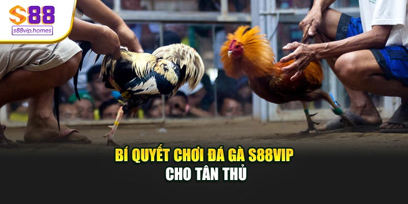 Bí quyết chơi đá gà S88VIP cho tân thủ