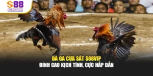 Đá Gà Cựa Sắt S88vip - Đỉnh Cao Kịch Tính, Cực Hấp Dẫn