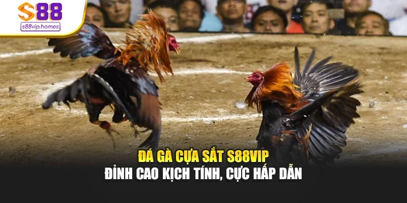 Đá Gà Cựa Sắt S88vip - Đỉnh Cao Kịch Tính, Cực Hấp Dẫn