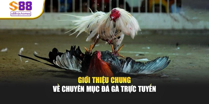 Giới thiệu chung về chuyên mục đá gà trực tuyến