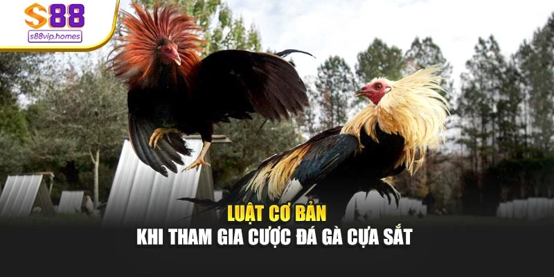 Luật cơ bản khi tham gia cược đá gà cựa sắt 